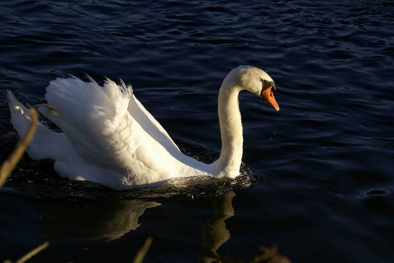 Schwaene auf der Sauer Bild Nr.004